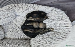 Mixed Breed dogs for sale: 5 yorkiepoos - Image 12