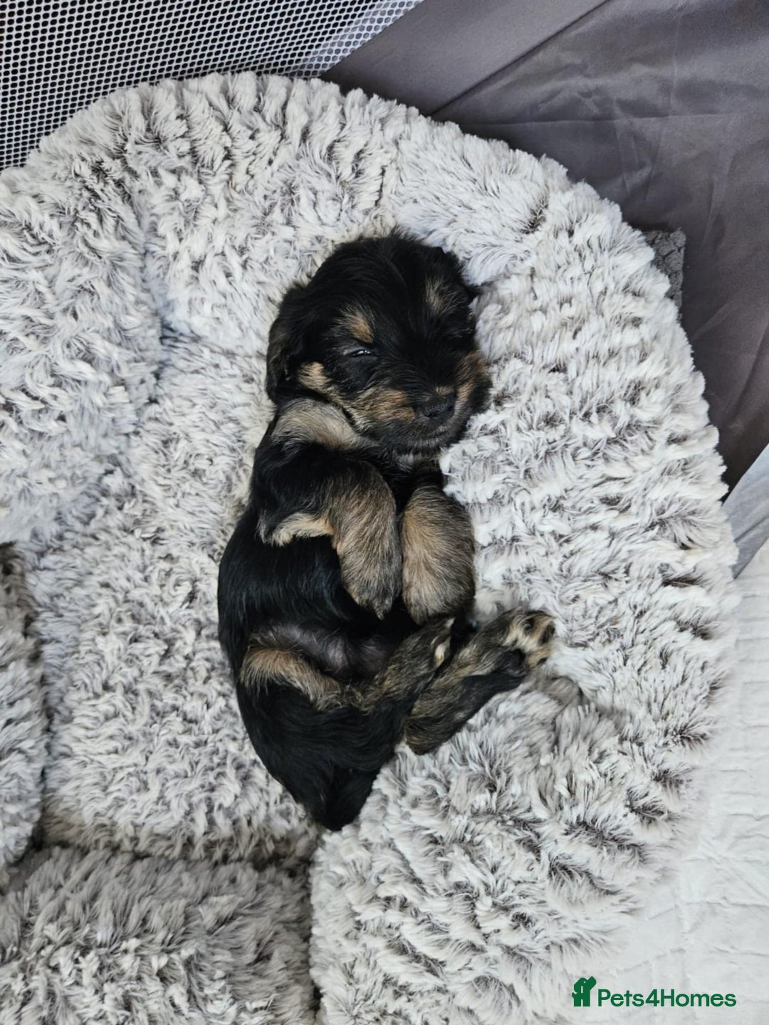 Mixed Breed dogs for sale: 5 yorkiepoos - Image 12