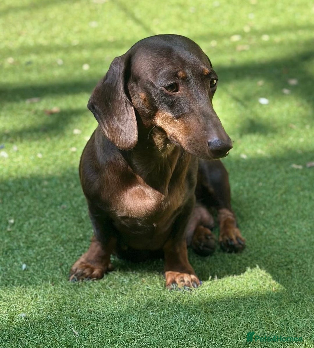 Dachshund dogs for sale: GORGEOUS DACHSHUNDS PUPPIES - Image 27