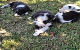 Border Collie dogs for sale: Adorable Border collie pups - Image 14