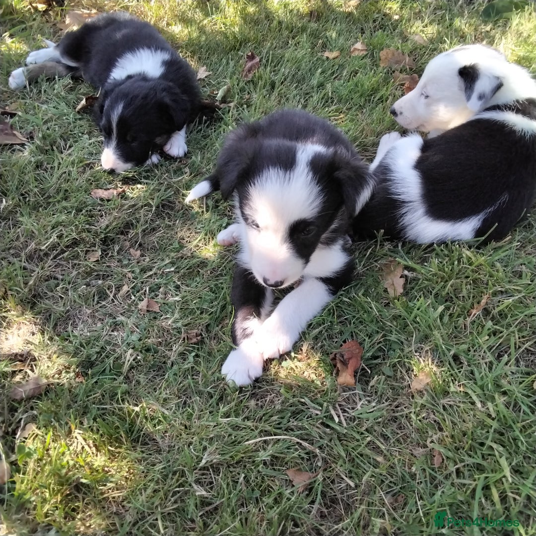 Border Collie dogs for sale: Adorable Border collie pups - Image 14