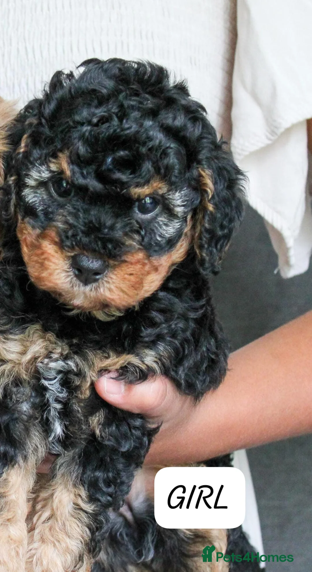 Cavapoo dogs for sale: cavapoo puppies fully health checked - Advert 2