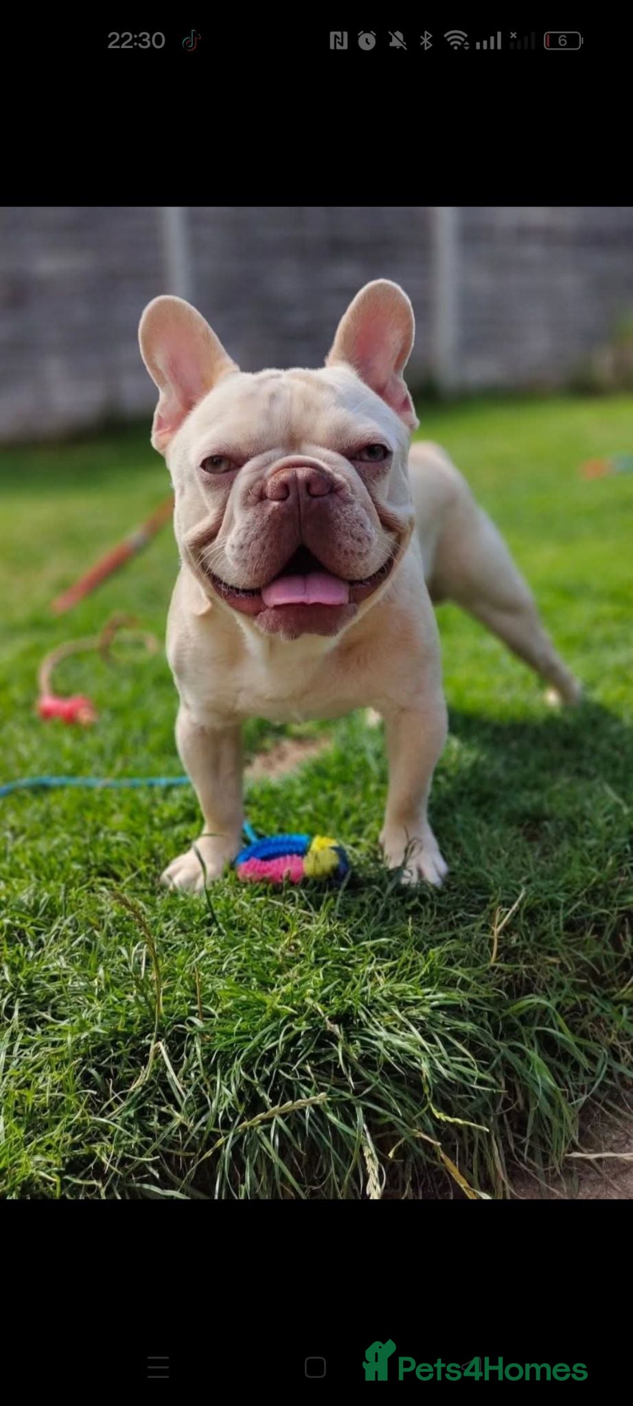 French Bulldog dogs Loving Adult-Only Home Needed for Pops  - Advert 2