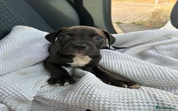 Mixed Breed dogs for sale: Staff x cane corso puppies - Image 8