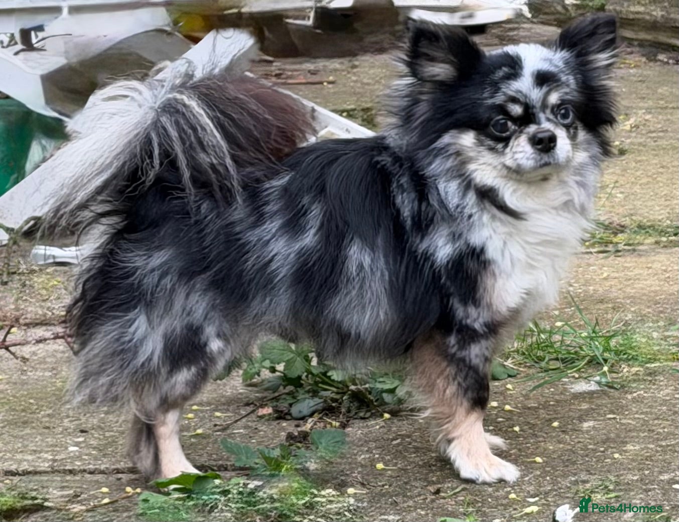 Chihuahua dogs Merle longhaired chihuahua stud dog  - Advert 1