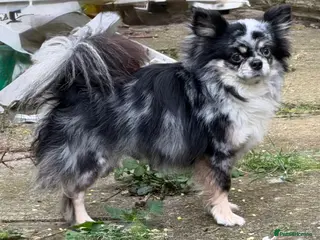 Chihuahua dogs for sale: Merle longhaired chihuahua stud dog - Advert 1