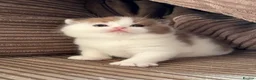 British Shorthair cats for sale: BRITISH SHORTHAIR KITTENS  - Advert 6