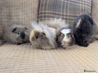 Guinea Pig rodents 4 female guinea pigs - Advert 2
