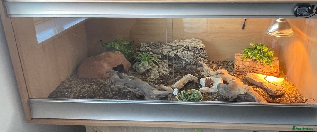 Lizard reptiles for sale: Moroccan Uromastyx  - Image 3