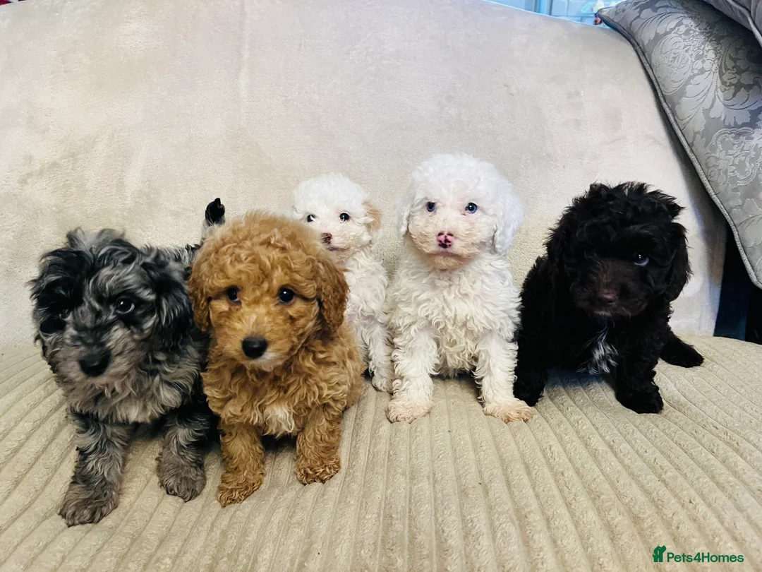 Cockapoo dogs for sale: Stunning f1b cockapoo puppys  - Advert 4