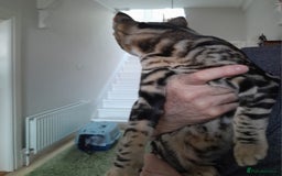 Savannah cats for sale: Full Pedigree TICA Reg Marbled Savannah Boy Kitten - Image 19