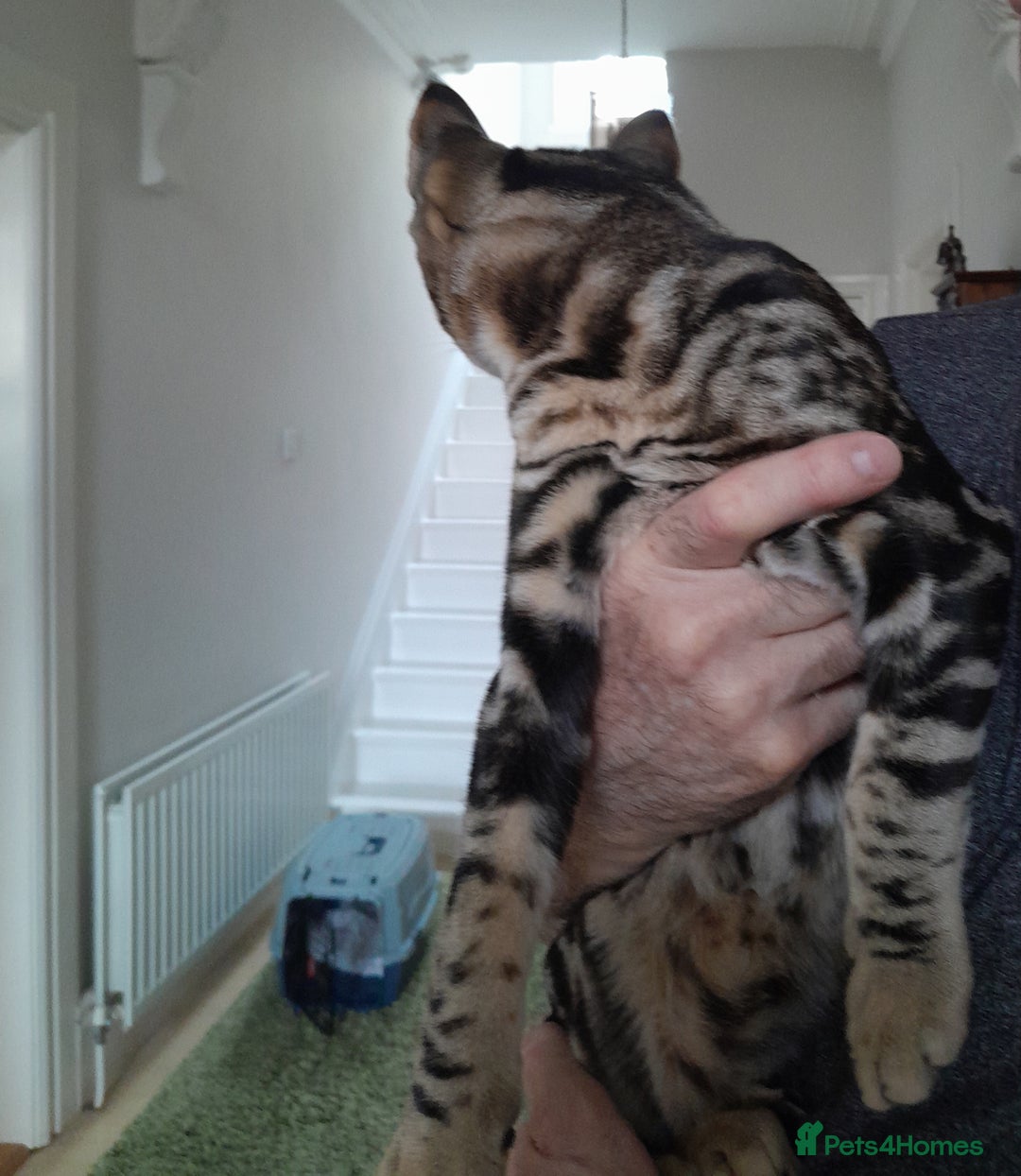 Savannah cats for sale: Full Pedigree TICA Reg Marbled Savannah Boy Kitten - Image 19