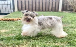 Schnoodle dogs for sale: Stunning F1 Mega Coat Parti Merle Schnoodles  - Image 9