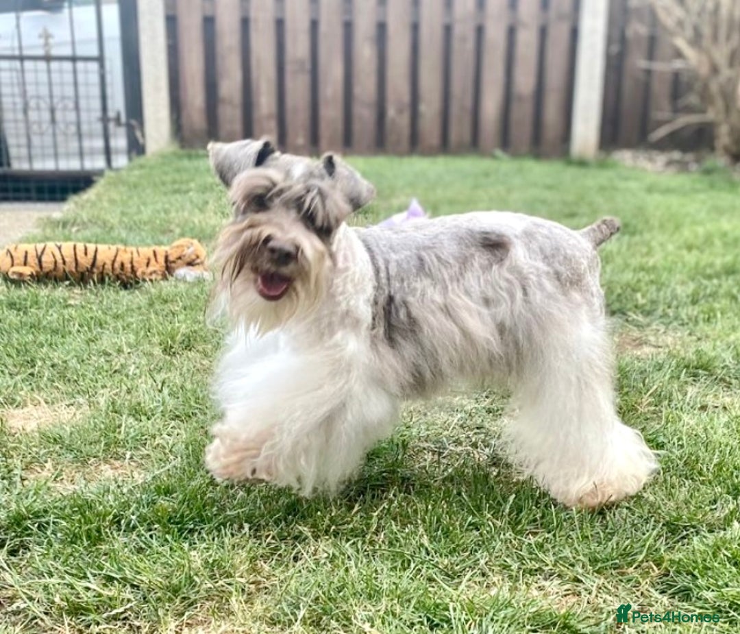 Schnoodle dogs for sale: Stunning F1 Mega Coat Parti Merle Schnoodles  - Image 9