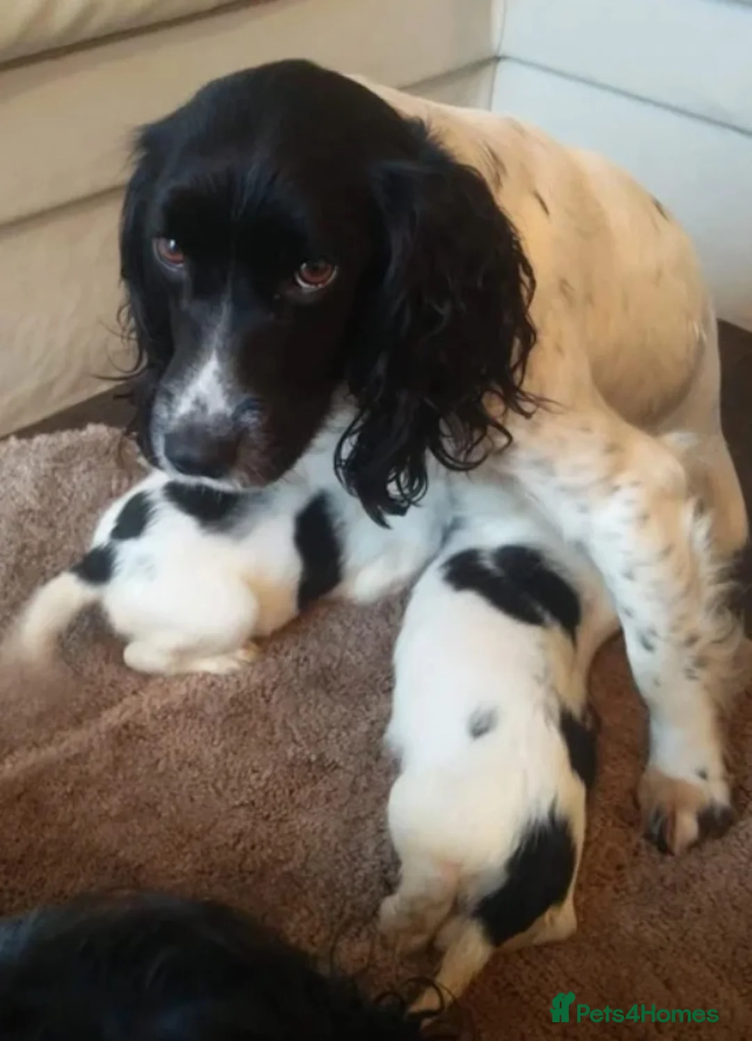 Cocker Spaniel dogs for sale: Cocker spaniel puppies 🐾🐶 - Advert 1
