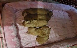 Miniature Poodle dogs for stud: Kc Minature Poodle for stud - Image 14