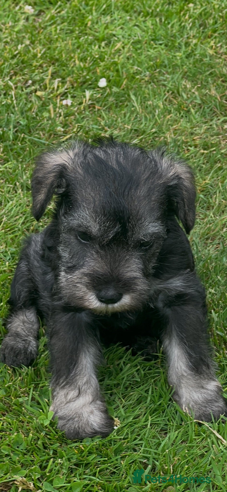 Miniature Schnauzer dogs Stunning miniature schnauzer puppies - Advert 2
