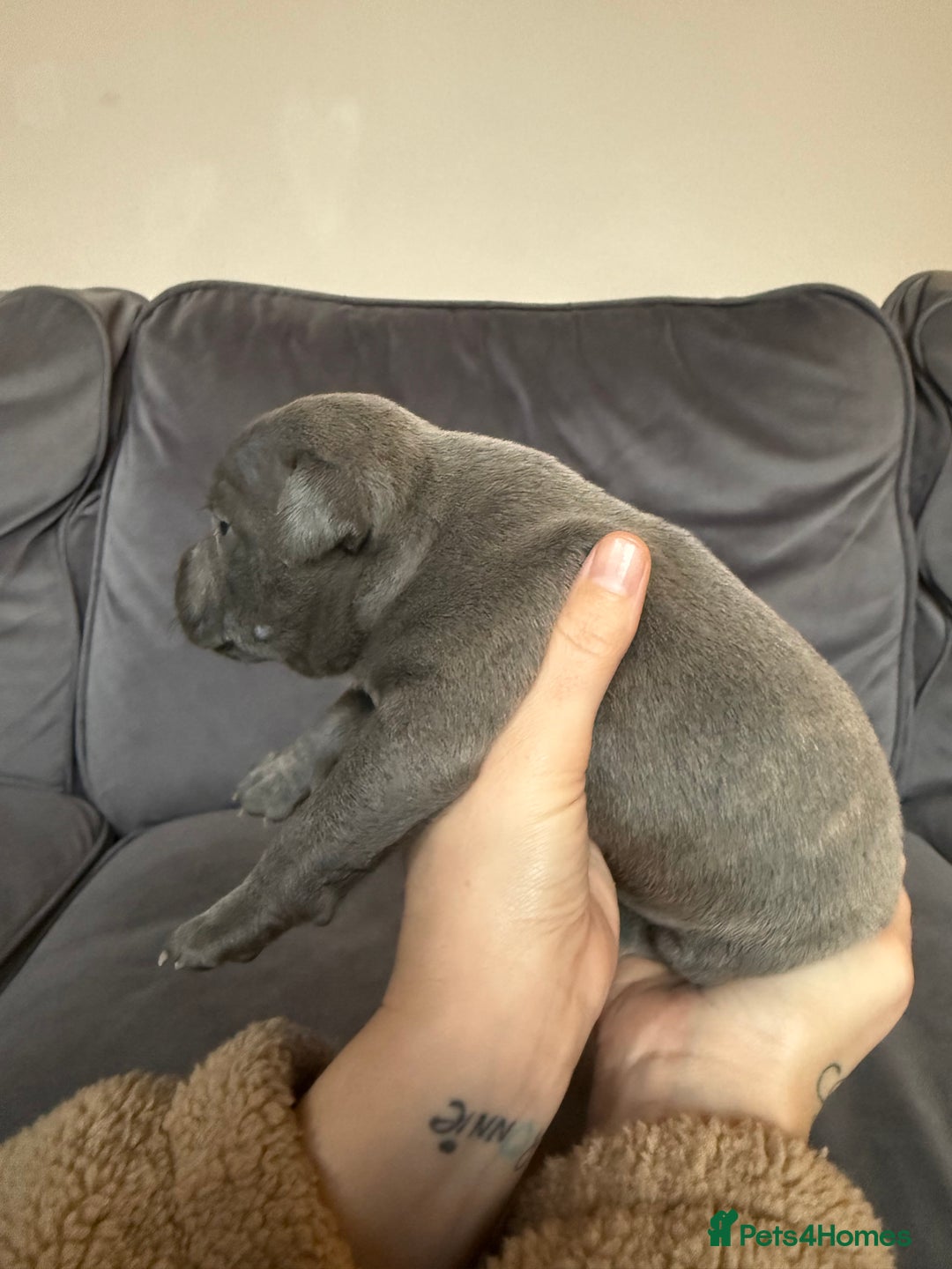 Staffordshire Bull Terrier dogs for sale: 🏆Blue staffordshire puppies ⭐️Ready  **  Eve - Advert 11