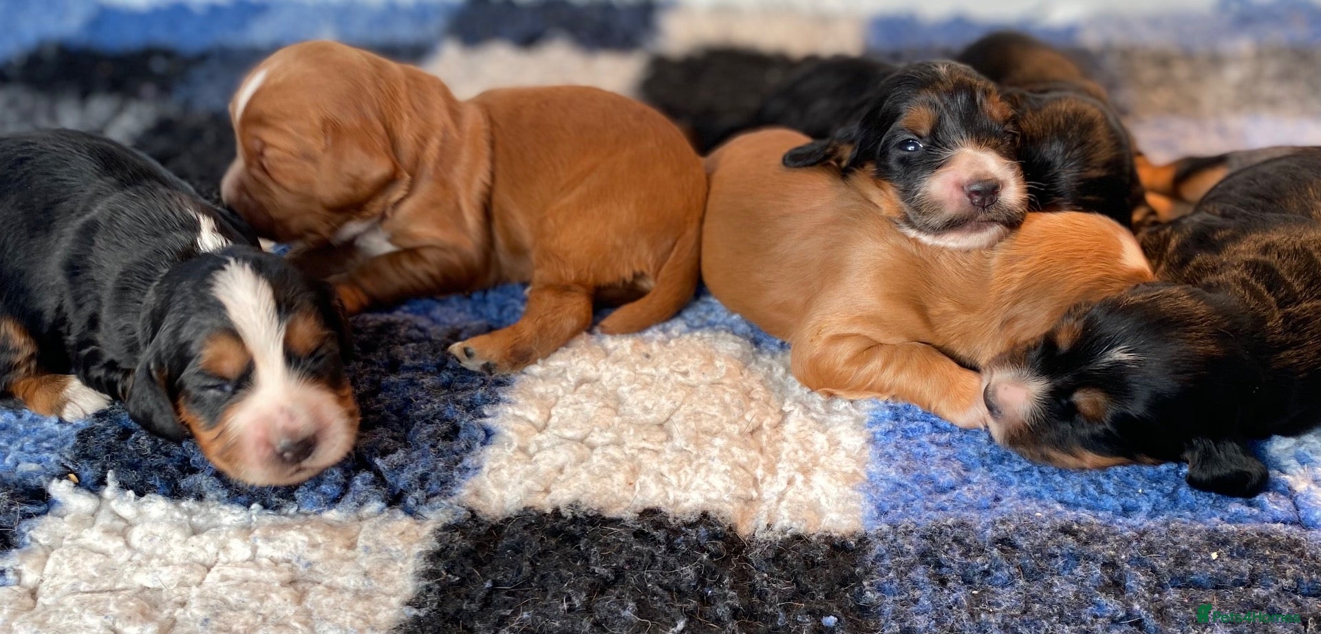 Cocker Spaniel dogs W/C Spaniel Puppies. Health tested parents - Advert 1