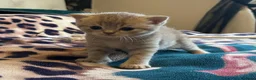 British Shorthair cats for sale: Champion blood line BSH kittens for sale - Advert 14