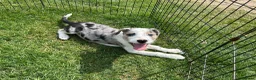 Border Collie dogs for sale: Outstanding Border Collie puppy’s  - Advert 5