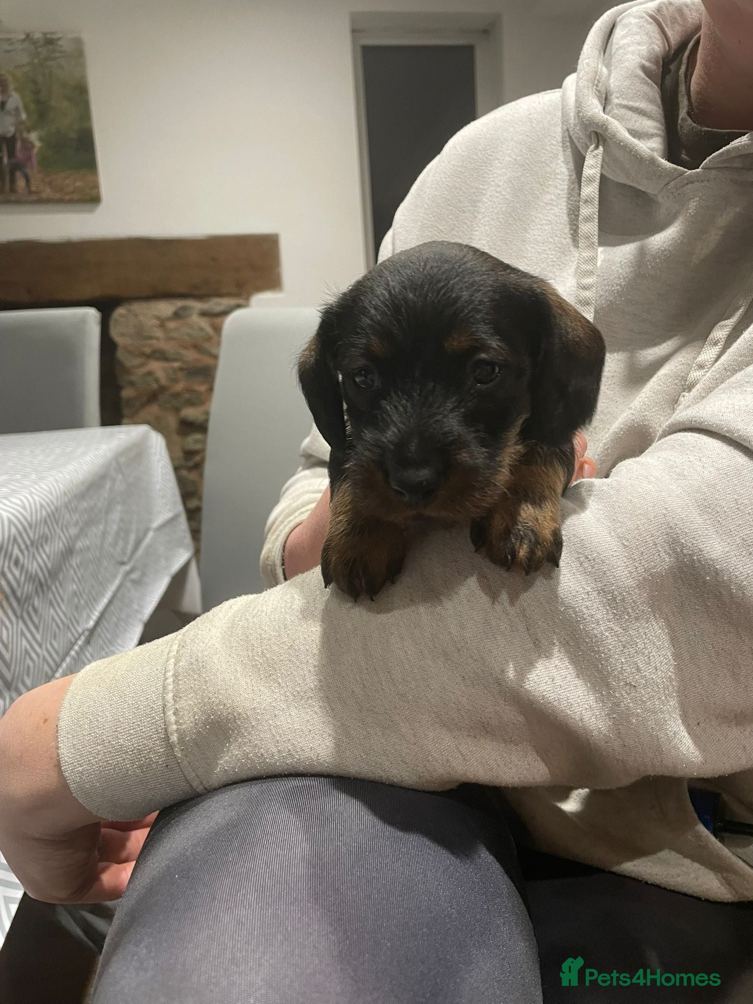 Dachshund dogs Standard Wirehaired Dachshund Puppies   - Advert 2