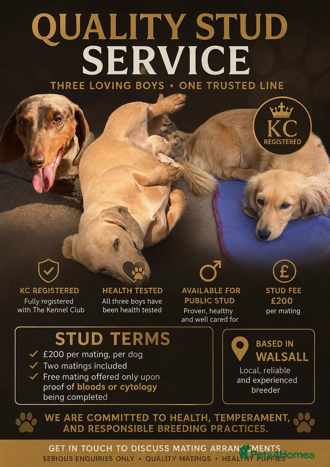 Miniature Dachshund dogs for stud: 3x mini dachshund studs  - Advert 1