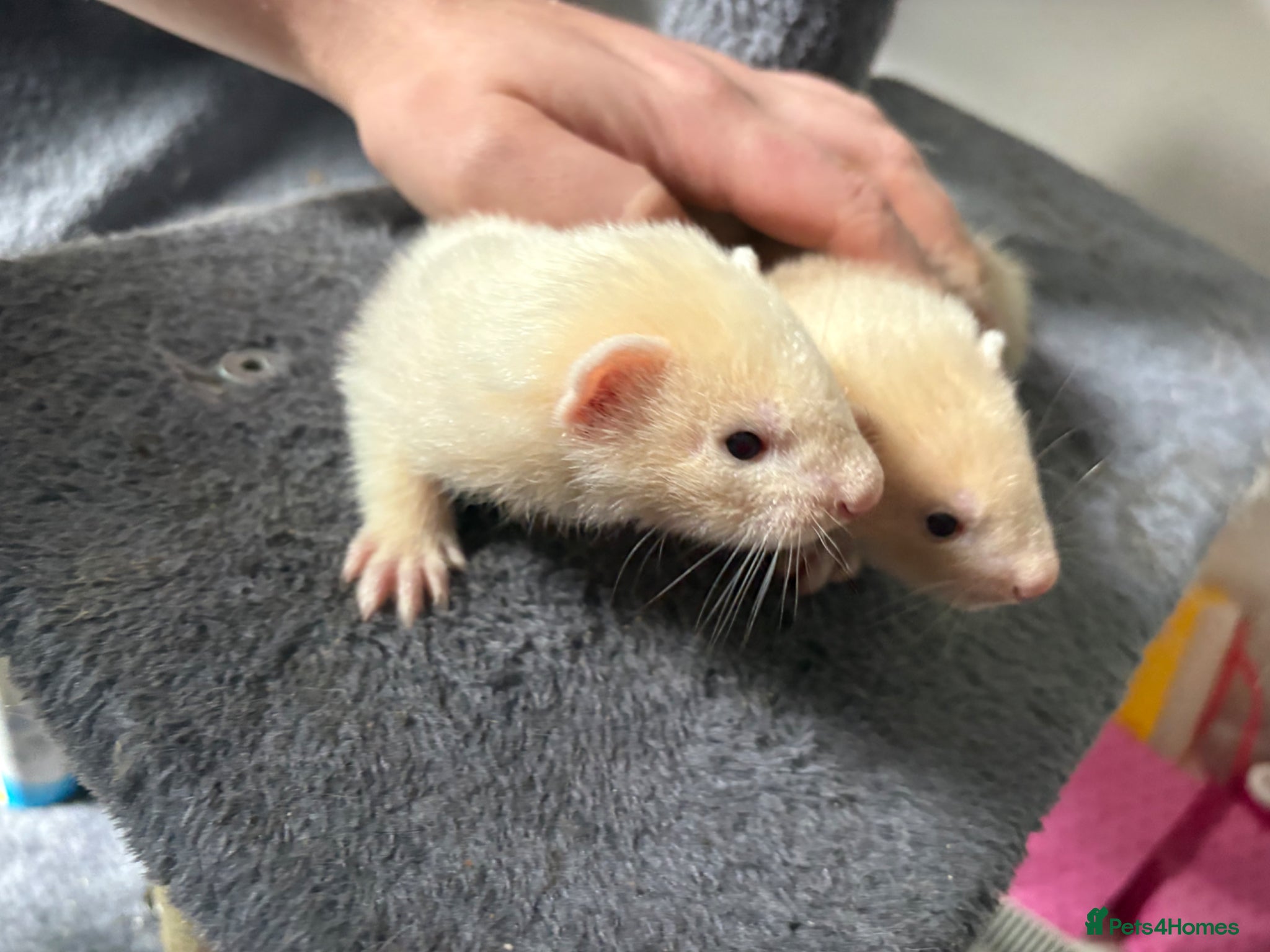Ferret rodents Jill and hob kits  - Advert 4