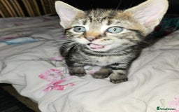 Bengal cats for sale: 5 kittens  - Image 2