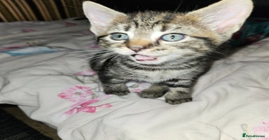 Bengal cats - Advert 10