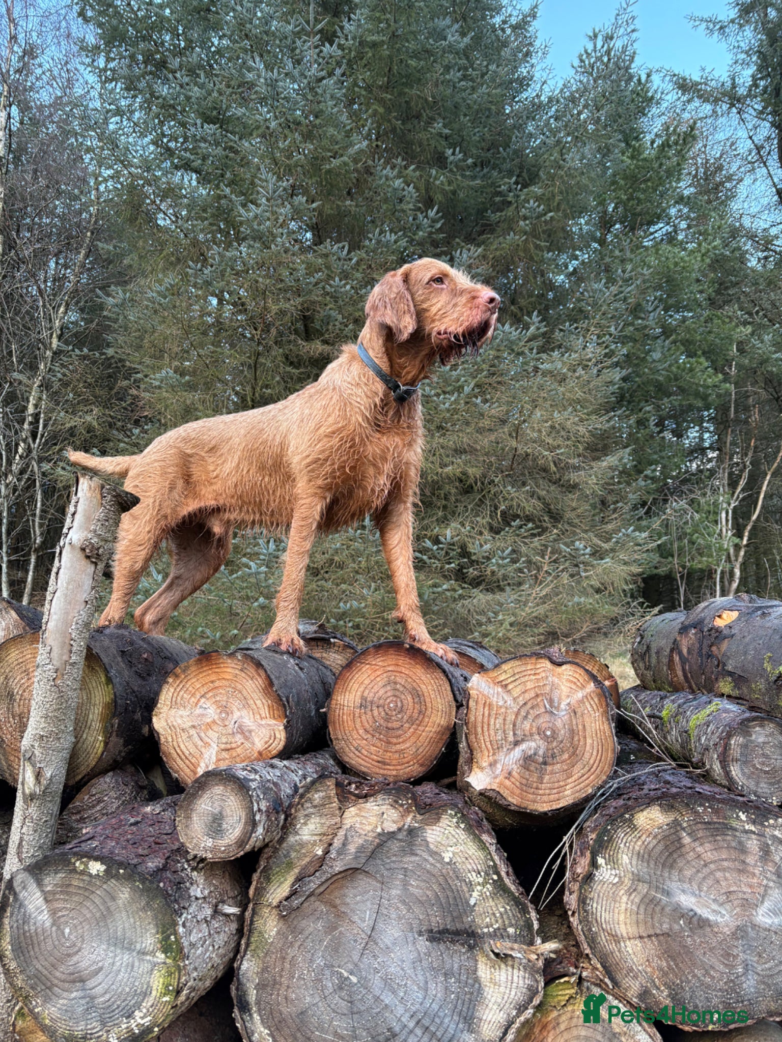Hungarian Vizsla dogs winston - Advert 1