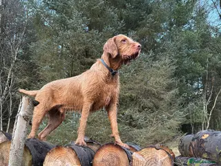 Hungarian Vizsla dogs winston - Advert 1