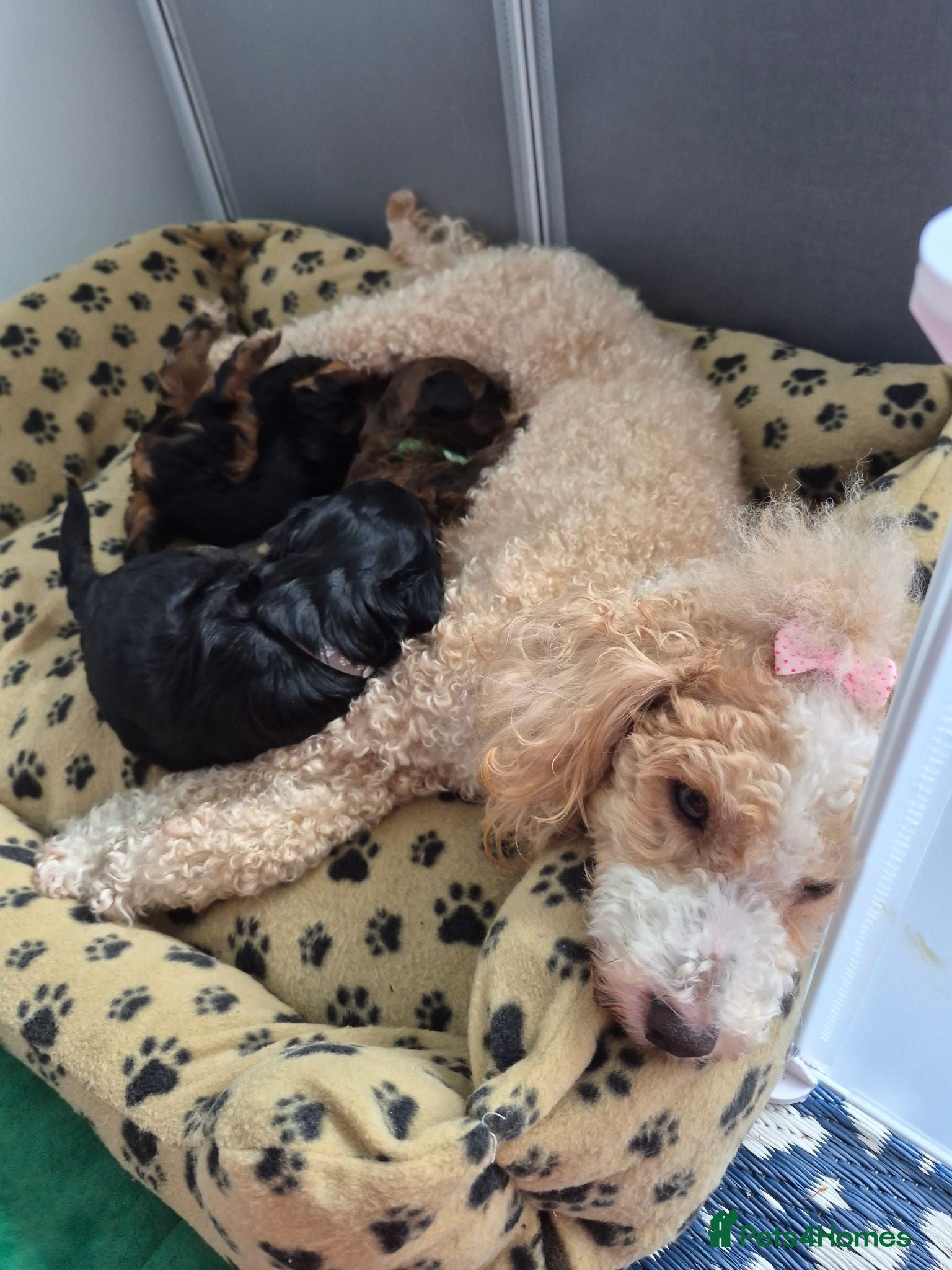 Mixed Breed dogs 🐾 3 CAVORKIE BOYS READY FOR FOREVER HOMES! 🐾 - Advert 1