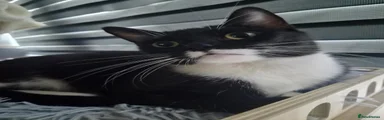 Domestic Shorthair 1