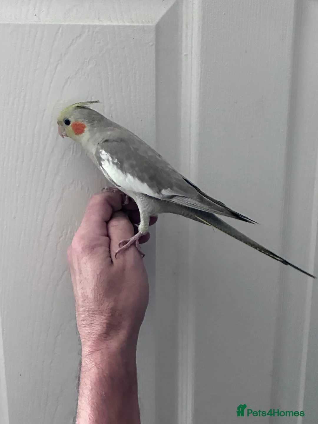 Cockatiels birds for sale: Baby hand tame cockatiel  - Advert 15