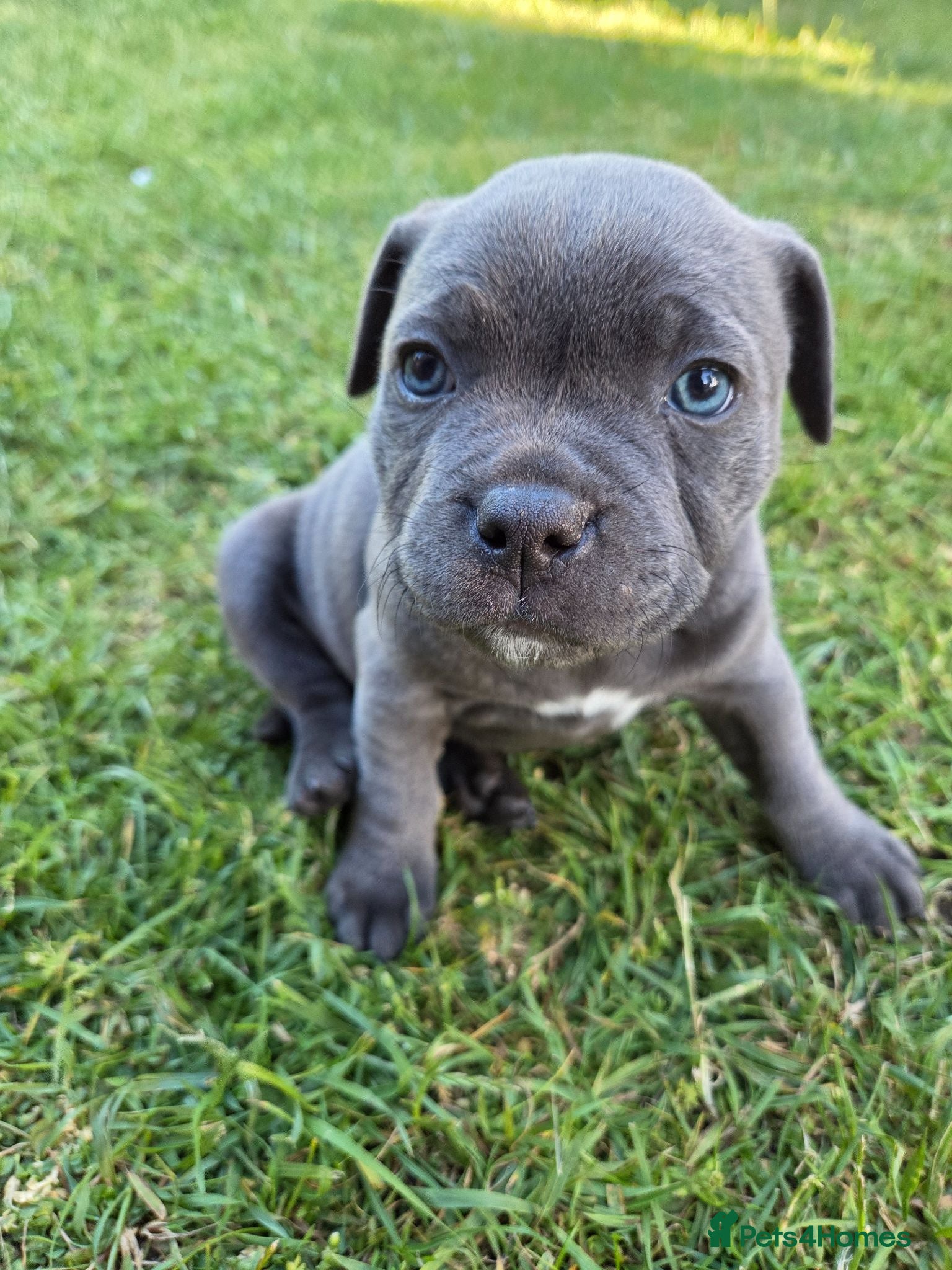 Staffordshire Bull Terrier dogs  KC Staffordshire Bull Terrier  - Advert 16
