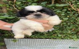 Shih Tzu dogs for sale: Shih tzu pups for sale  - Image 7