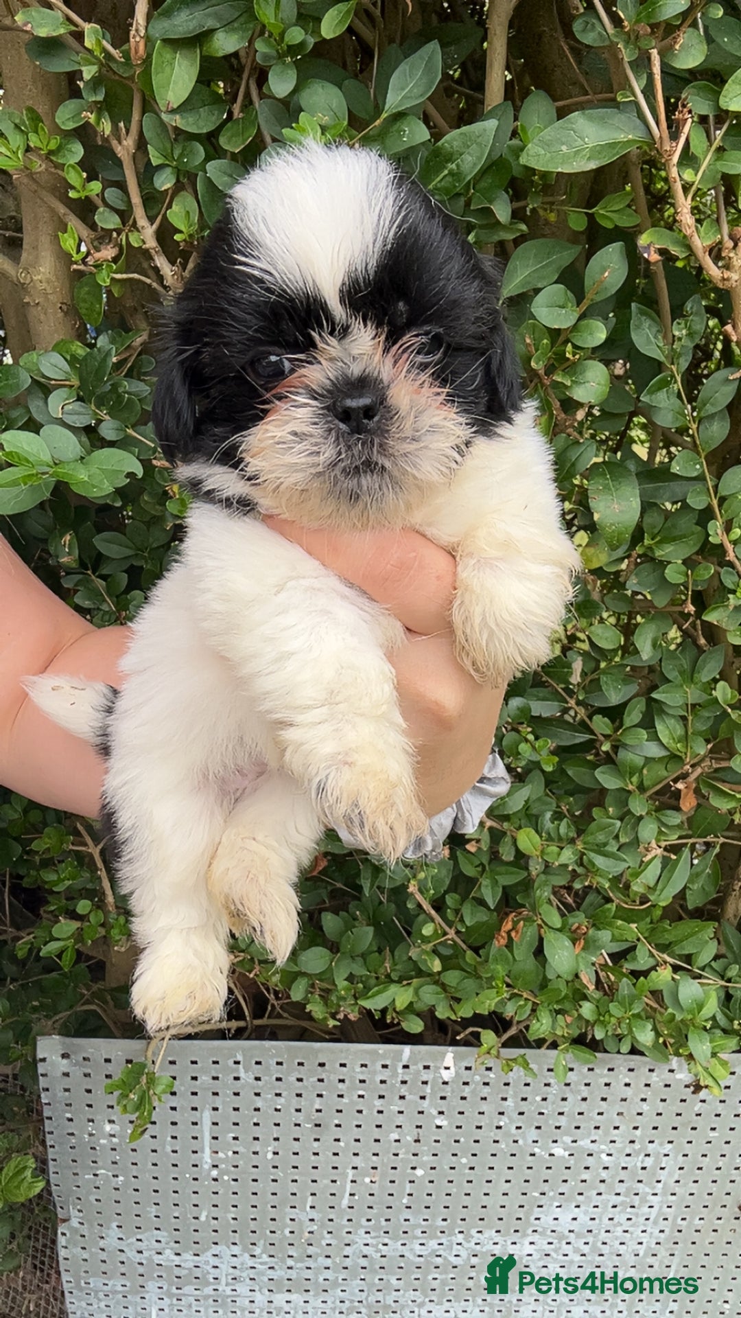Shih Tzu dogs for sale: Shih tzu pups for sale  - Image 7