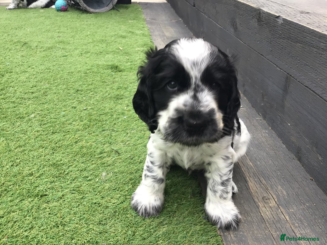 Cocker Spaniel dogs for sale:  show cocker puppy.KC reg. AMS.PRA. & FN clear. - Image 23