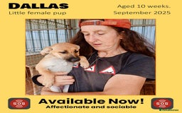 Mixed Breed dogs for adoption: Dallas, 6 months approx. Available for adoption. - Image 1