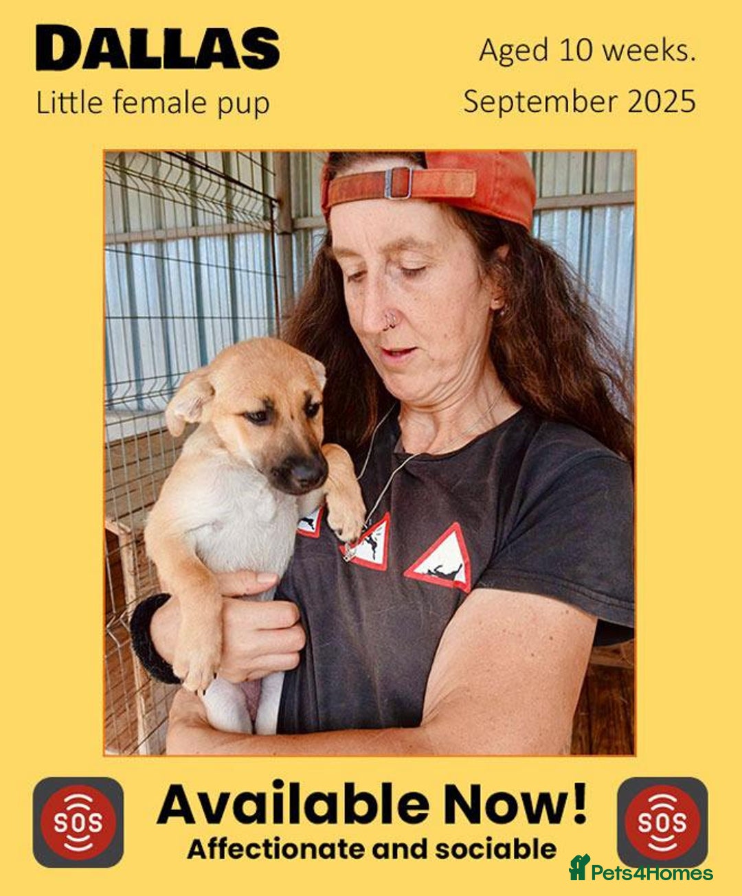 Mixed Breed dogs for adoption: Dallas, 6 months approx. Available for adoption. - Image 1