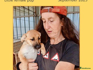 Mixed Breed dogs - Advert 26