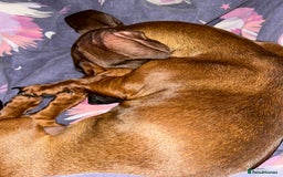 Miniature Dachshund dogs for sale: REHOMING MINIATURE DACHSHUND  - Image 2