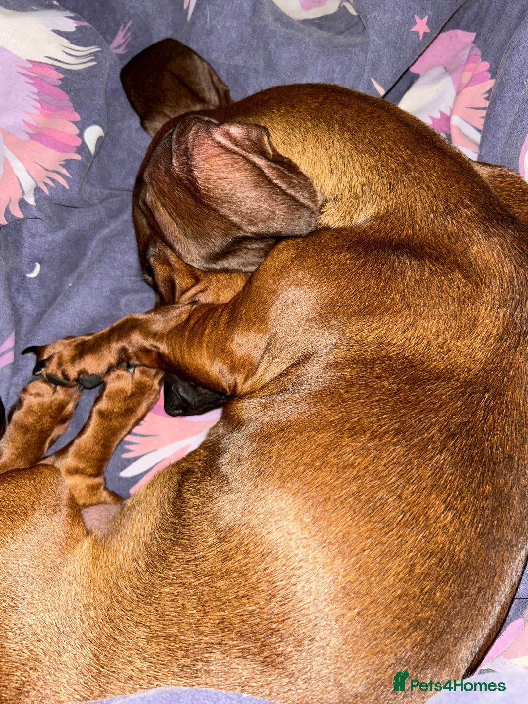 Miniature Dachshund dogs for sale: REHOMING MINIATURE DACHSHUND  - Image 2