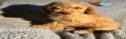 Cockapoo dogs for sale: 🐾 Stunning Litter of 8 Cockapoo Puppies! 🐾 - Advert 14