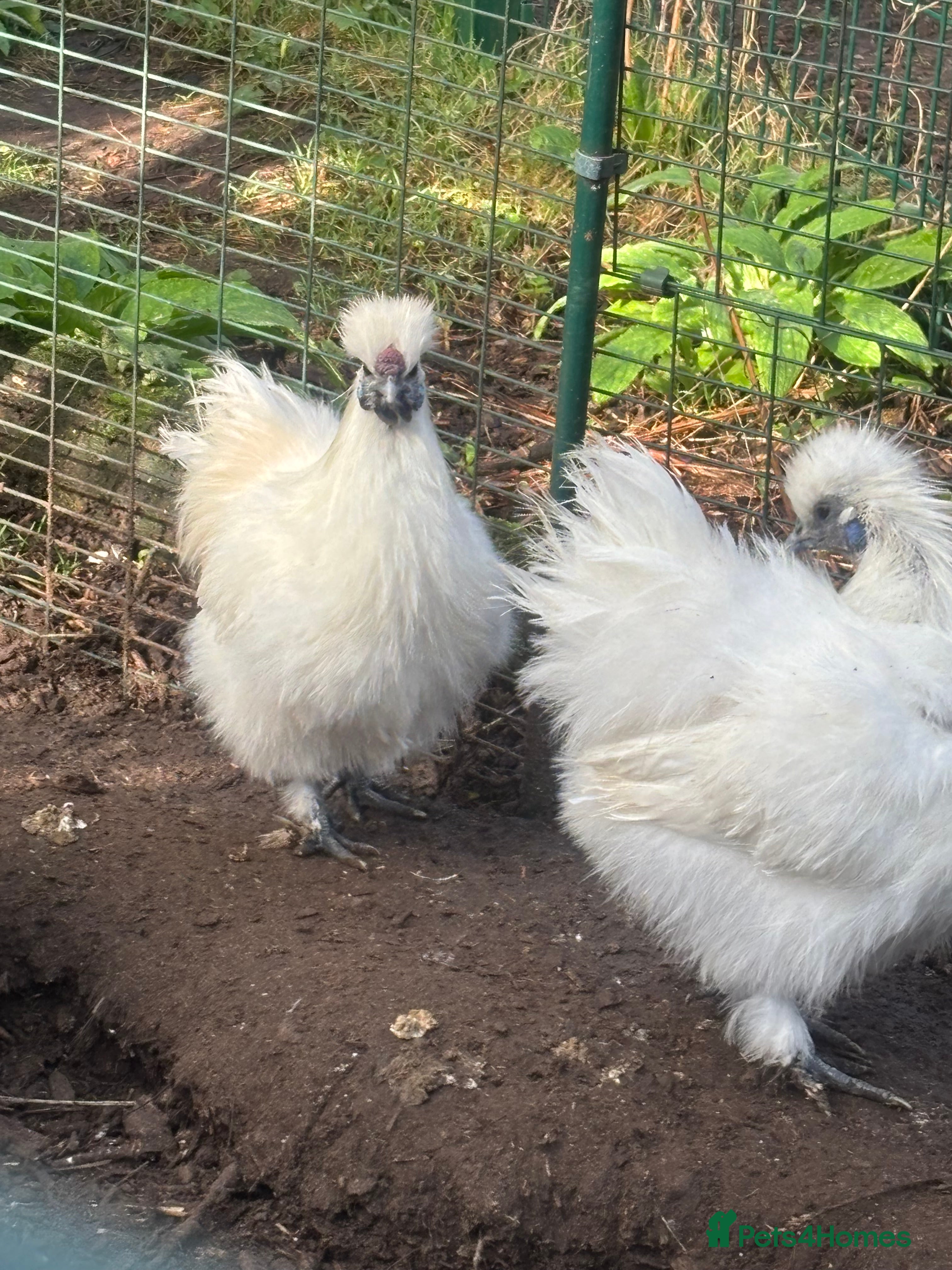 Chickens poultry Silkie cockerel £10, Serama hatching eggs £2 - Advert 9