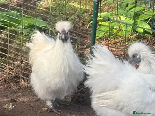 Chickens poultry Silkie cockerel £10, Serama hatching eggs £2 - Advert 9