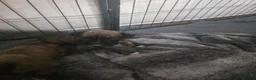 Boxer dogs for sale:  1 brindle girl kc reg come take a look x - Advert 6