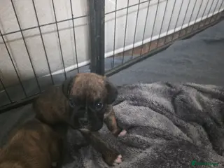 Boxer dogs 1 brindle girl kc reg come take a look x - Advert 6