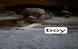 Mixed Breed dogs for sale: Beautiful collie x kelpie puppies  - Image 4